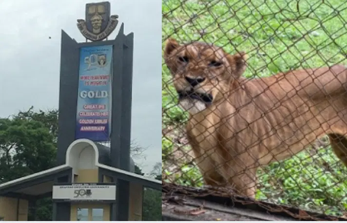OAU LION INCIDENT